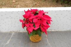 DSCN0961